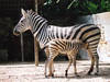 Odessa Zoo  &copy; Odessa Zoo 